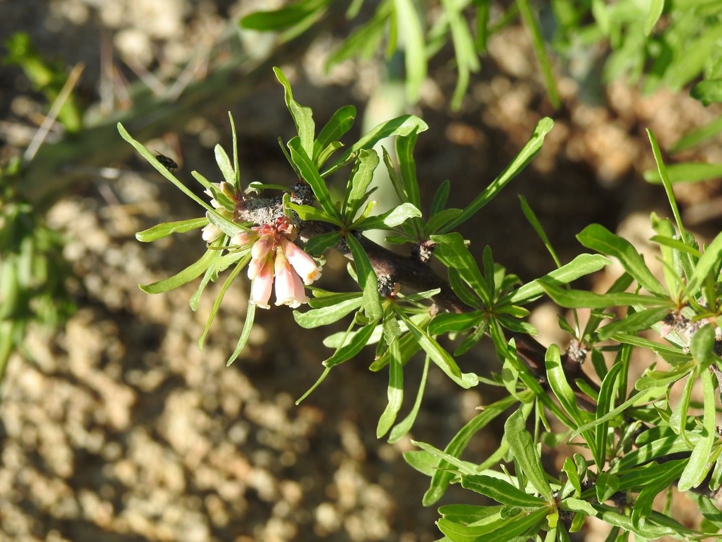 Jatropha dioica 